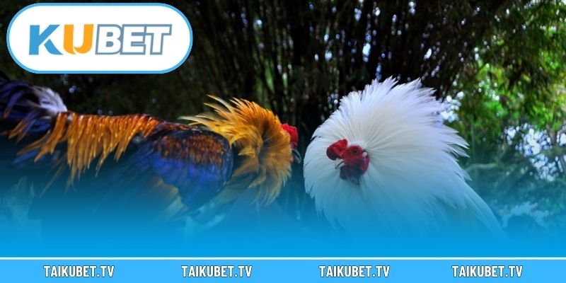 Cách thức đặt cược đá gà online