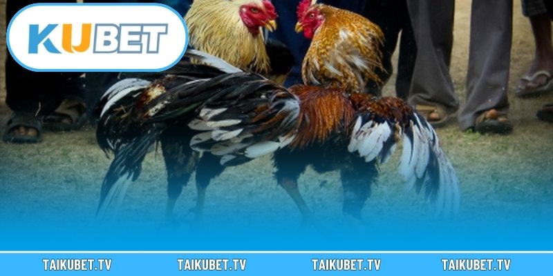 Điểm mạnh đá gà trực tuyến Kubet