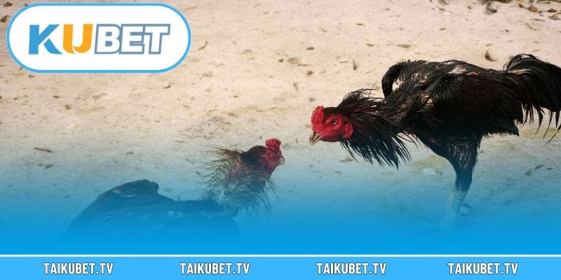 Định nghĩa cơ bản về đá gà Kubet
