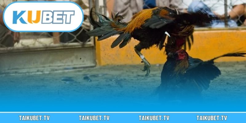 Hướng dẫn tham gia đặt cược đá gà Kubet