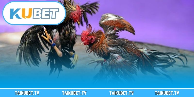 Những điều cần nhớ khi chơi đá gà Kubet