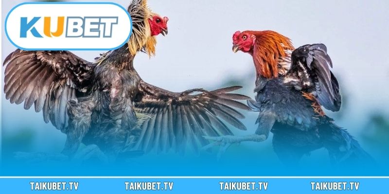 Trường gà phát sóng trực tiếp Kubet