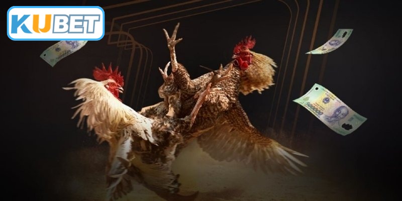 Đá Gà Cựa Sắt - Nghệ Thuật Chọn Gà Và Bí Kíp Thắng Lớn