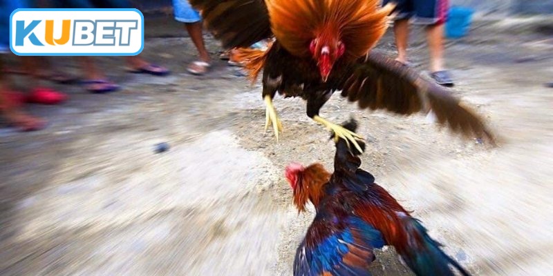 Phương pháp đầu tư cho người mới chơi