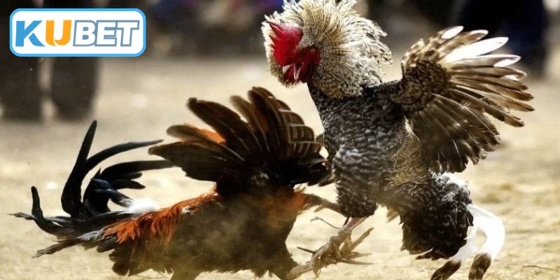 Sức hấp dẫn đấu trường đá gà cựa sắt