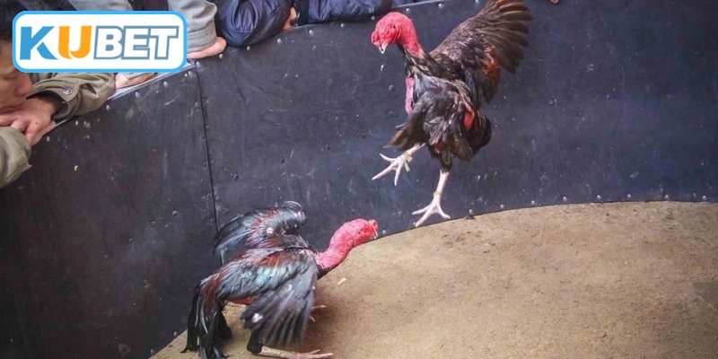 Tiêu chí đánh giá gà chọi tinh nhuệ